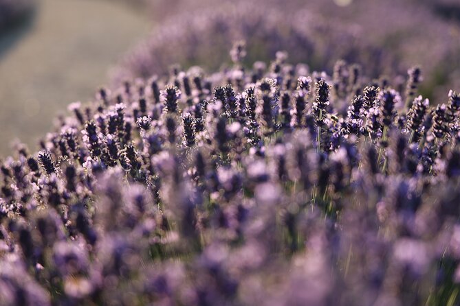 Aroma sampling of 5 Bulgarian Lavender varieties at DiVes Winery - What makes this lavender visit different