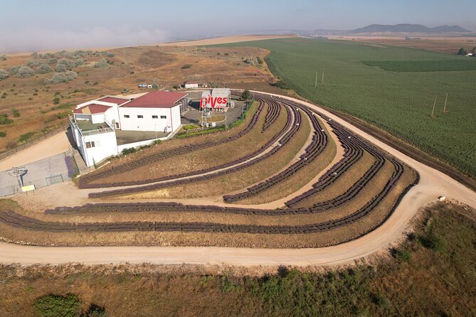 Aroma sampling of 5 Bulgarian Lavender varieties at DiVes Winery - Reaching DiVes Winery near Pomorie