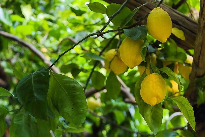 Authentic Amalfi Lemon Tour & Tasting in the Historical Garden - The tasting: lemonade, limoncello, and lemon cake