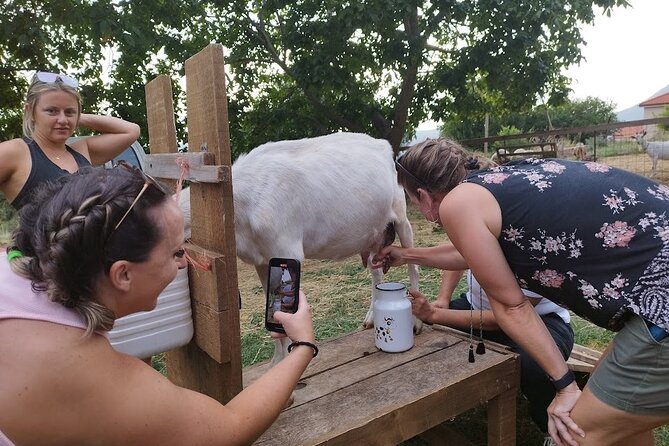 Authentic Garden to Table Cooking Class in Dubrovnik Countryside - Goat milking and the less predictable menu