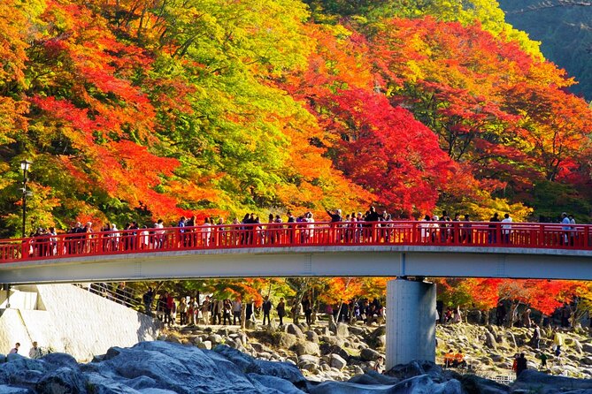 Autumn leaves＆ illuminations at Korankei , winter cherry blossoms - At a glance