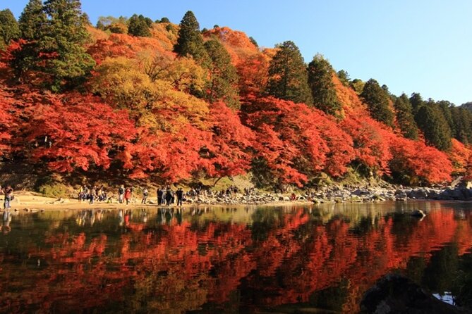 Autumn leaves＆ illuminations at Korankei , winter cherry blossoms - Sunset, lights, and the seasonal gamble