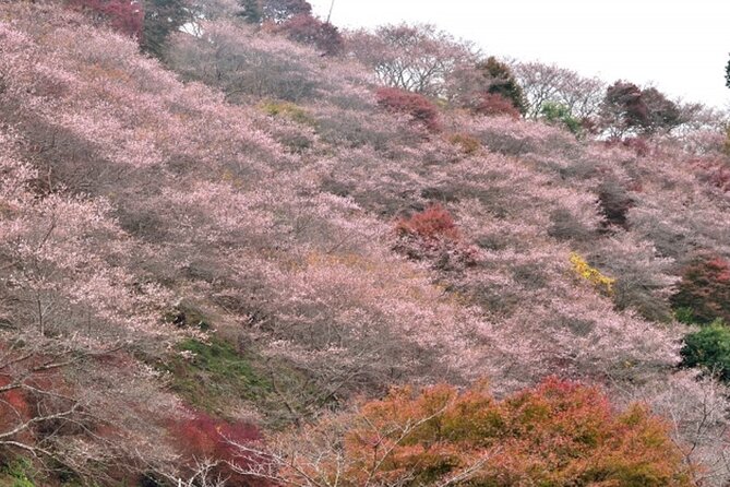 Autumn leaves＆ illuminations at Korankei , winter cherry blossoms - The bus ride and meeting point
