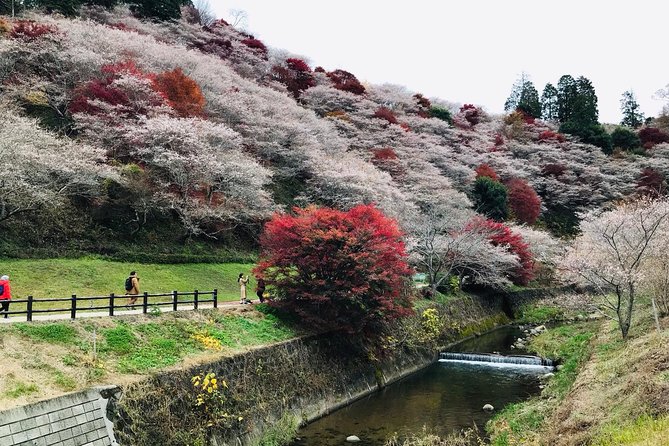 Autumn leaves＆ illuminations at Korankei , winter cherry blossoms - Is $78.49 a fair price?
