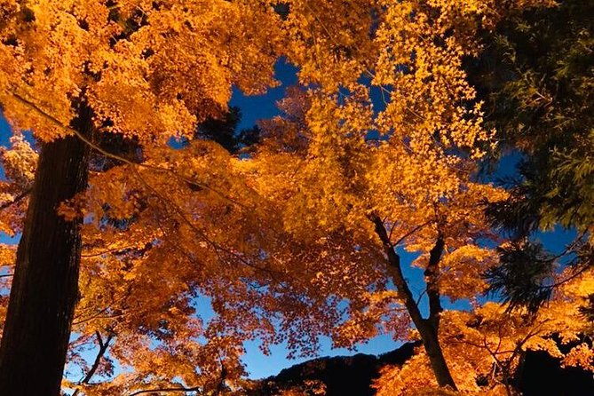 Autumn leaves＆ illuminations at Korankei , winter cherry blossoms - Who should book this experience?