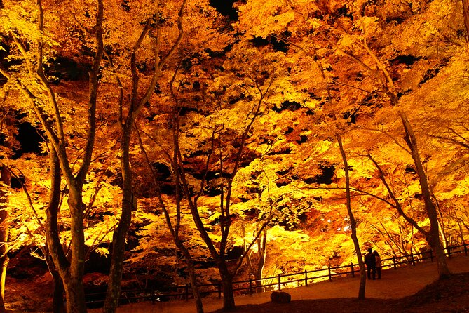 Autumn leaves＆ illuminations at Korankei , winter cherry blossoms - Korankei after 5:00 pm