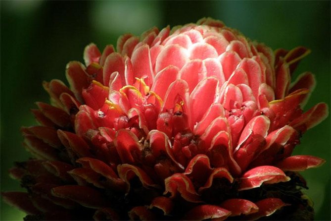 Barbados Small-Group Garden & Wildlife Half-Day Tour - A useful half-day view of Barbados