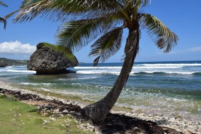 Barbados Small-Group Garden & Wildlife Half-Day Tour