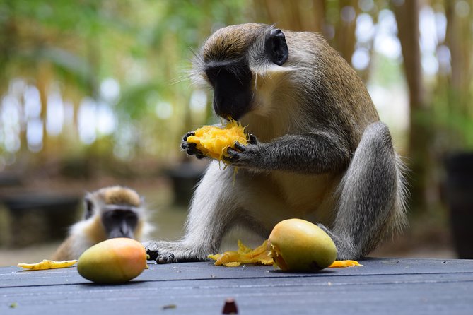 Barbados Small-Group Garden & Wildlife Half-Day Tour - Barbados Wildlife Reserve: the morning highlight
