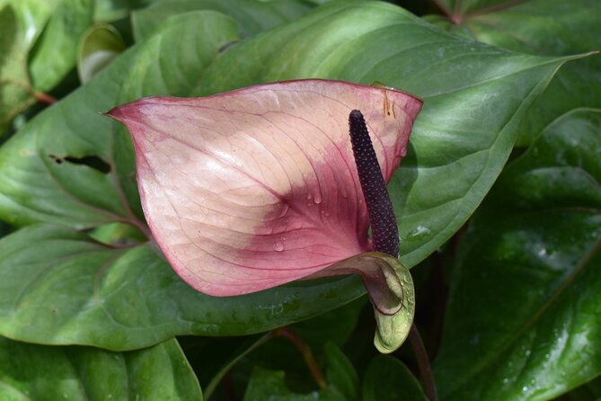 Barbados Small-Group Garden & Wildlife Half-Day Tour - Guides make the difference on the road