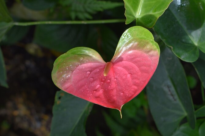 Barbados Small-Group Garden & Wildlife Half-Day Tour - Cruise passengers need to plan carefully
