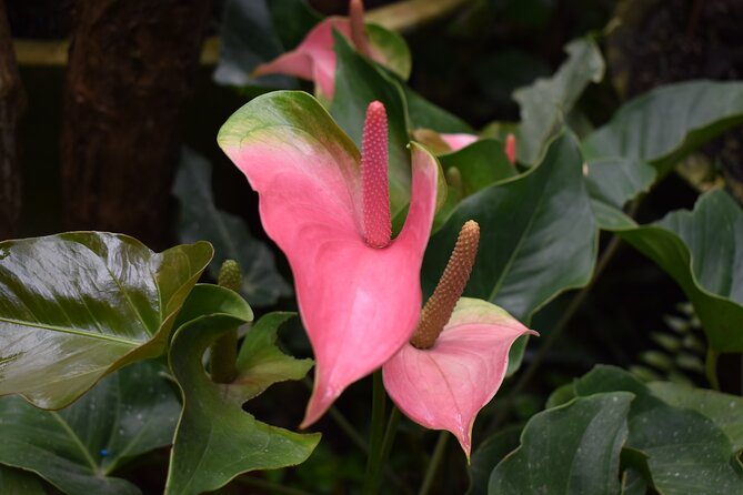 Barbados Small-Group Garden & Wildlife Half-Day Tour - What to bring and how to pace yourself