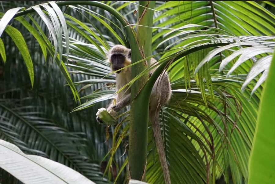Barbados: Tour of Harrison's Cave & Hunte's Gardens - Why this pairing works so well in Barbados