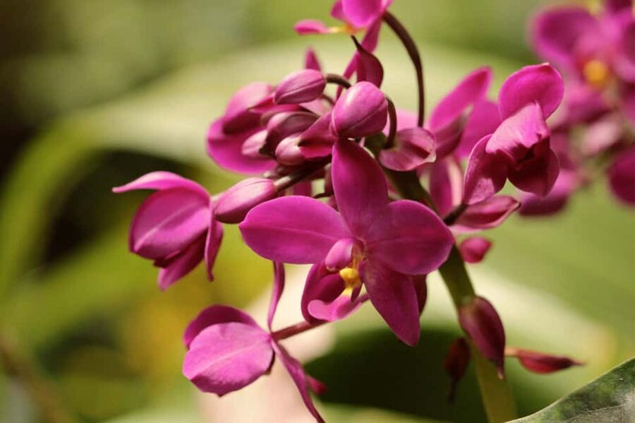 Barbados: Tour of Harrison's Cave & Hunte's Gardens - Who should book this tour?