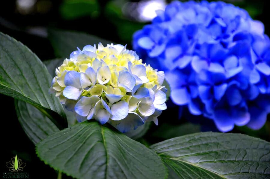 Batumi City - Botanical Garden - Petra Fortress from Kutaisi - Is the $63 price fair?