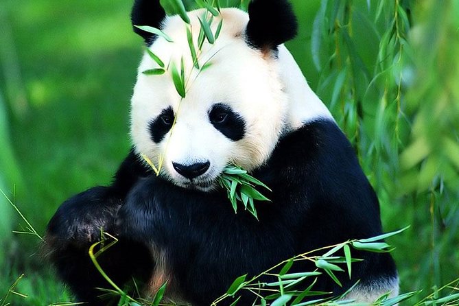 Beijing Historical Tour II including Summer Palace, Lama Temple & Panda Garden - What the $93 price really buys you