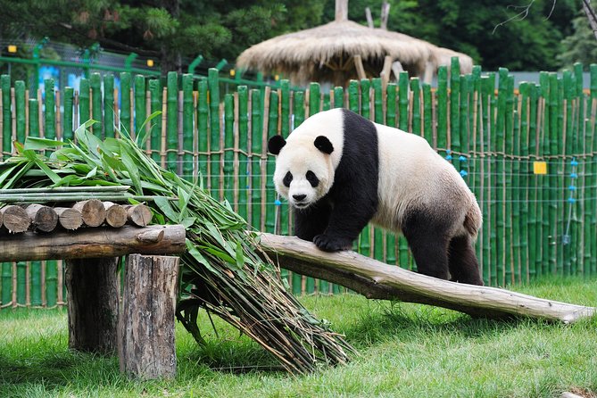 Beijing Historical Tour II including Summer Palace, Lama Temple & Panda Garden - Lama Temple, where Beijing feels most spiritual