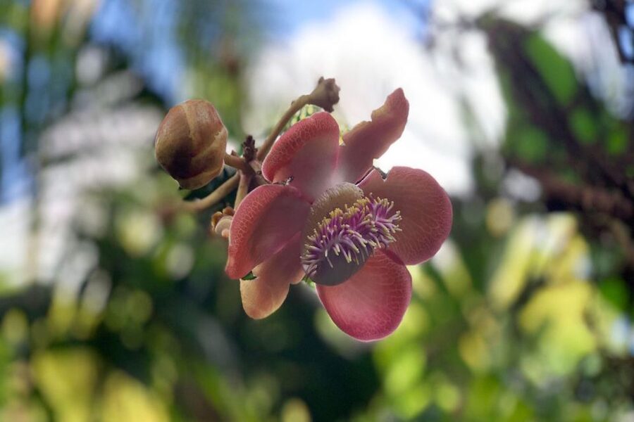 Big Island: Waterfall Tour with Swimming & Botanical Garden - The $297 price and what you receive