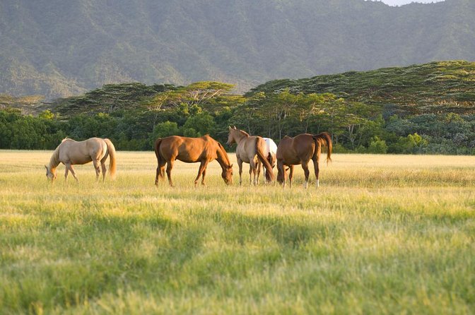 Big Island Waterfalls Tour with Swimming and Botanical Garden - Key Points Before You Book