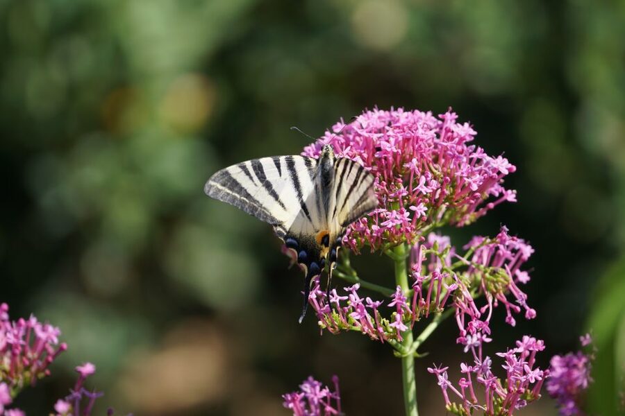 Boboli Gardens Skip-the-Line Tour - What the guide adds to the visit
