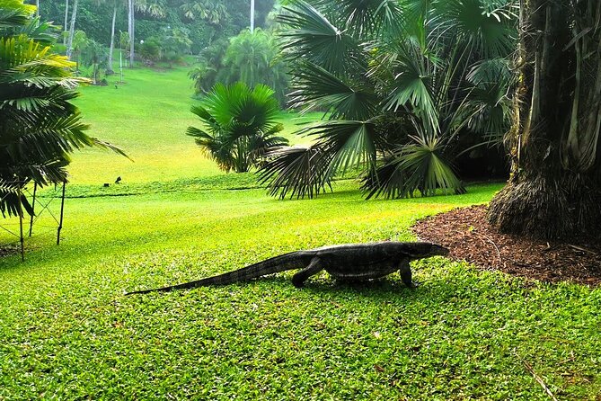 Botanic Gardens & Tiong Bahru Walking Tour with Breakfast - Palm Valley, the Bandstand, and local morning exercise