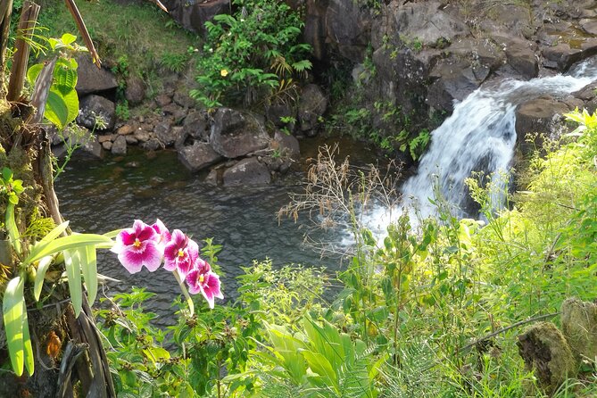 Botanical Tour and waterfall swim at The Cloudforest Bioreserve - Key points to know before you book