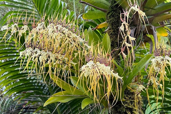Botanical Tour and waterfall swim at The Cloudforest Bioreserve - What the $89 price really buys you