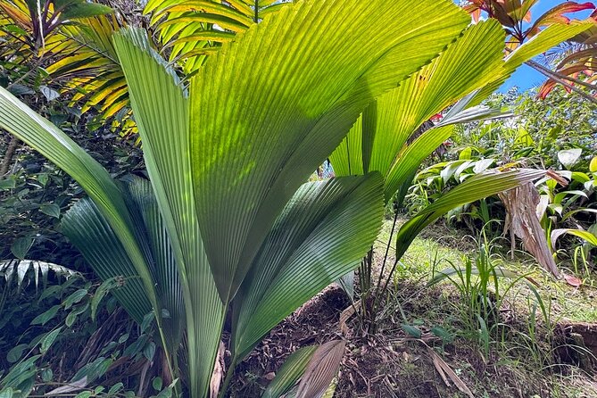 Botanical Tour and waterfall swim at The Cloudforest Bioreserve - Drinks, language, and practical planning