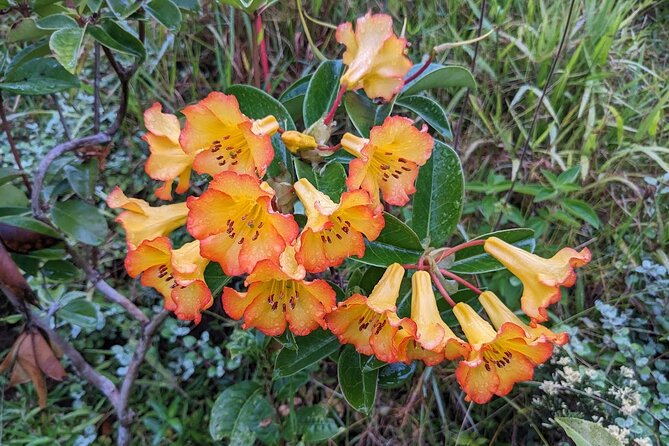 Botanical Tour and waterfall swim at The Cloudforest Bioreserve - Should you book the Mauna Kea Cloudforest Bioreserve tour?