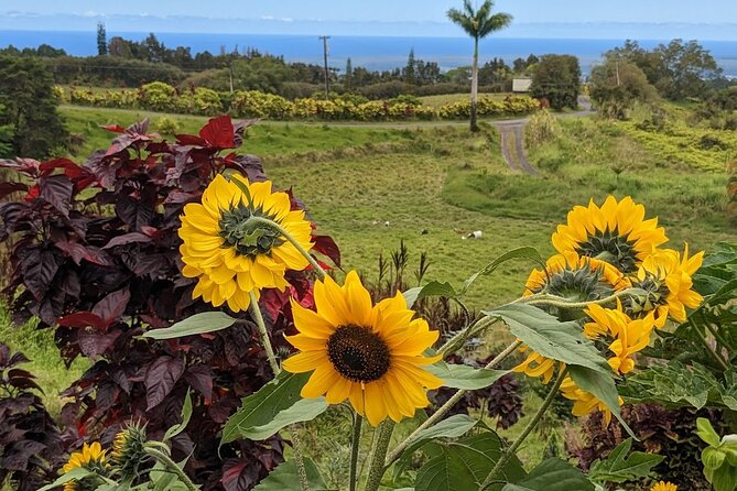 Botanical Tour and waterfall swim at The Cloudforest Bioreserve - Orchids, palms, and rare Hawaiian plants