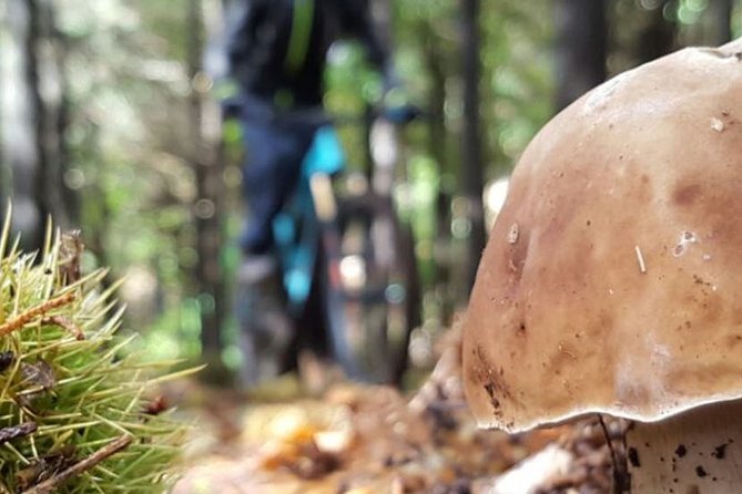 Botanical Trails of Madeira. Mountain biking Trail Experience - Key details before you book