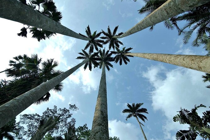 Boti Falls, Umbrella Rock, Aburi Gardens & Cocoa Farm Day Tour - Why this four-stop Ghana outing works