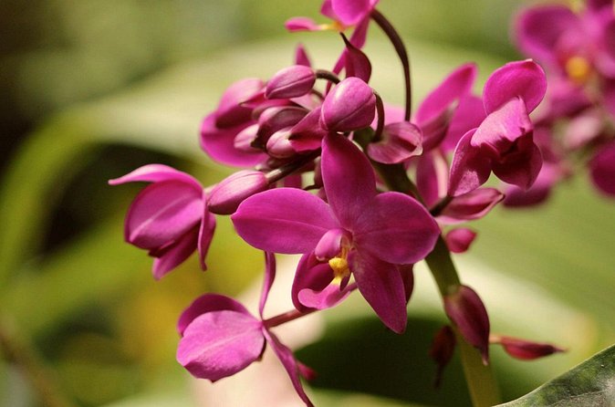 Breathtaking Wonders - Harrisons Cave and Hunte's Gardens - Booking details worth knowing