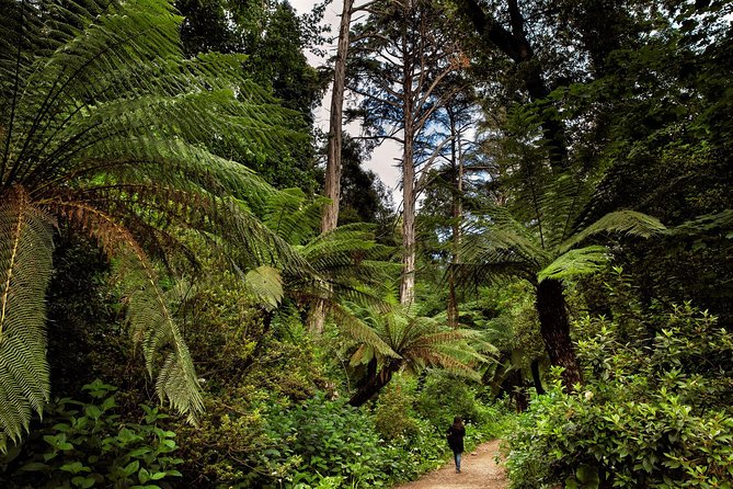 Bussaco Palace, Gardens & Forest | Private Tour - Choosing morning or afternoon