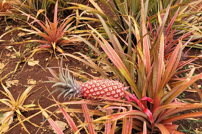 Byodo Temple and Waimea Botanical Garden Tour - Tropical Farms and the windward coast