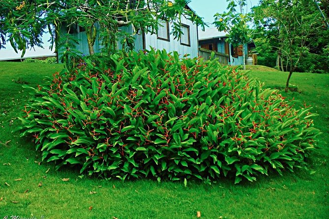 Caguas Cultural Day Trip from San Juan Including Botanical Garden and Lunch - A guide-led experience, with a bilingual advantage