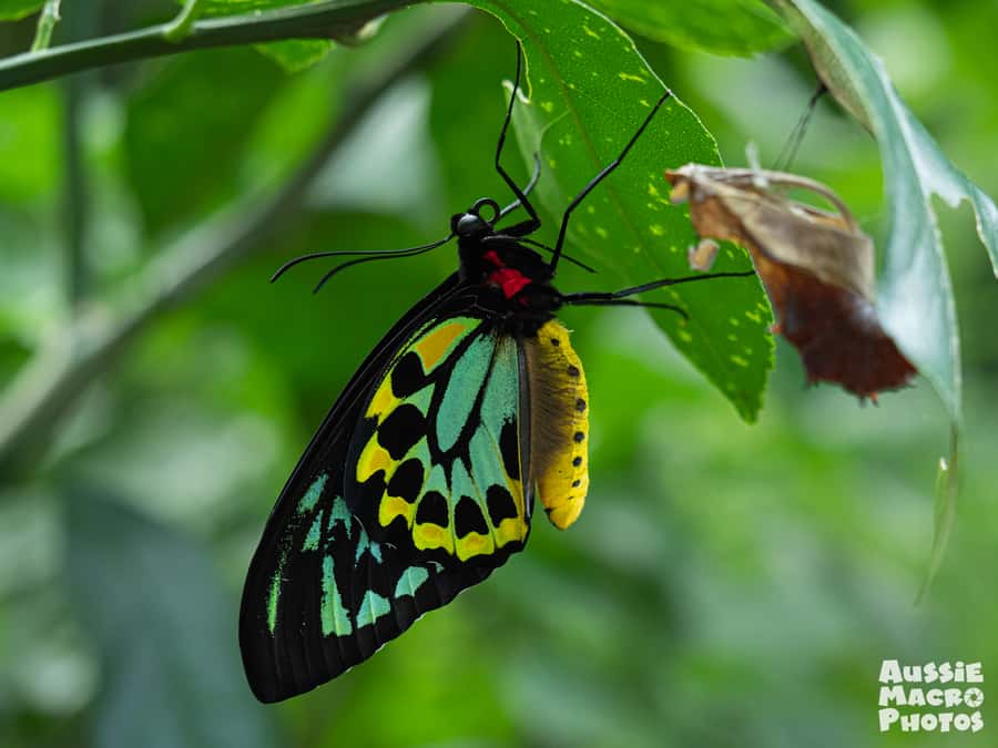 Cairns: Insect Photography Tour of Cairns Botanic Gardens - What makes this Cairns tour worth your time