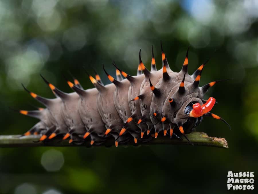 Cairns: Insect Photography Tour of Cairns Botanic Gardens - Starting at the Collins Avenue entrance
