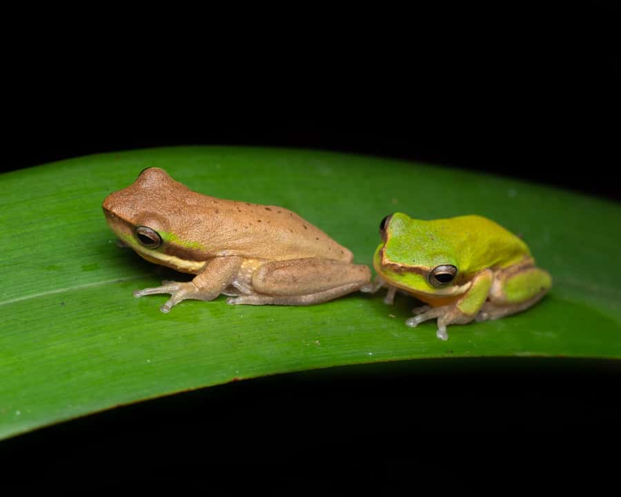 Cairns: Night Walk in Cairns Botanic Gardens - Larger sightings: possums, frogmouths, snakes, and flying foxes