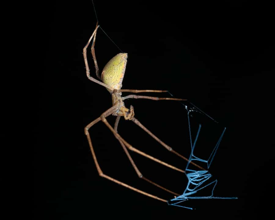 Cairns: Night Walk in Cairns Botanic Gardens - What the $56 price includes