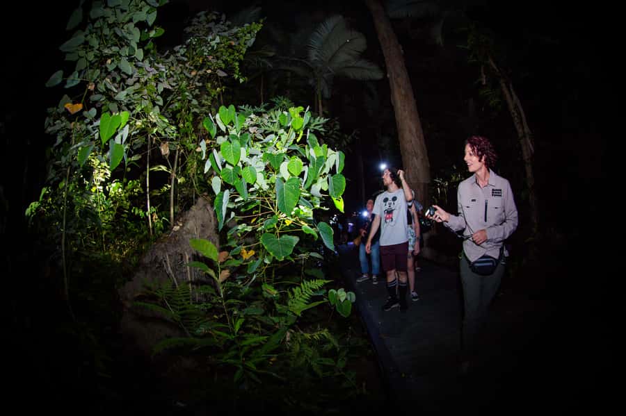 Cairns: Night Walk in Cairns Botanic Gardens - The first few minutes: safety, torches, and darkness