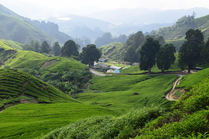 Cameron Highlands, Garden of Nature Full Day Private Guided Tour - Why Cameron Highlands is worth the early start