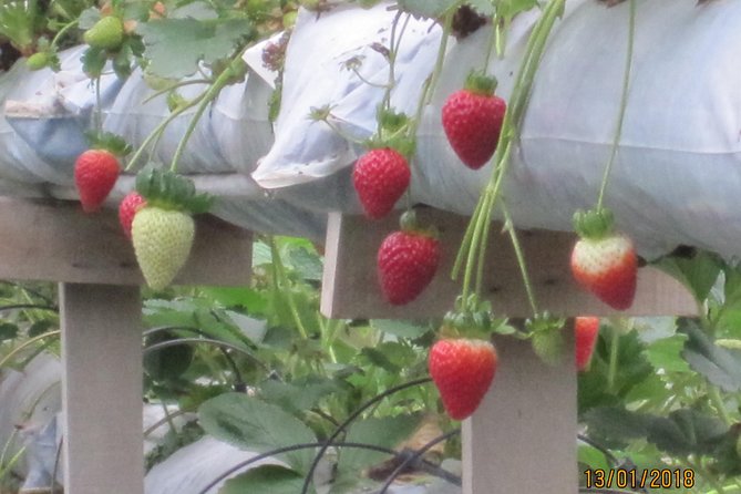 Cameron Highlands, Garden of Nature Full Day Private Guided Tour - Strawberries, vegetables, flowers, and local produce