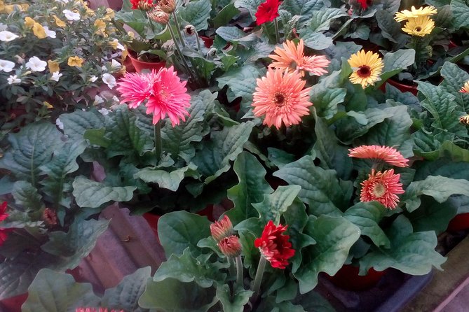 Cameron Highlands, Garden of Nature Full Day Private Guided Tour - Steam-boat lunch at the highlands