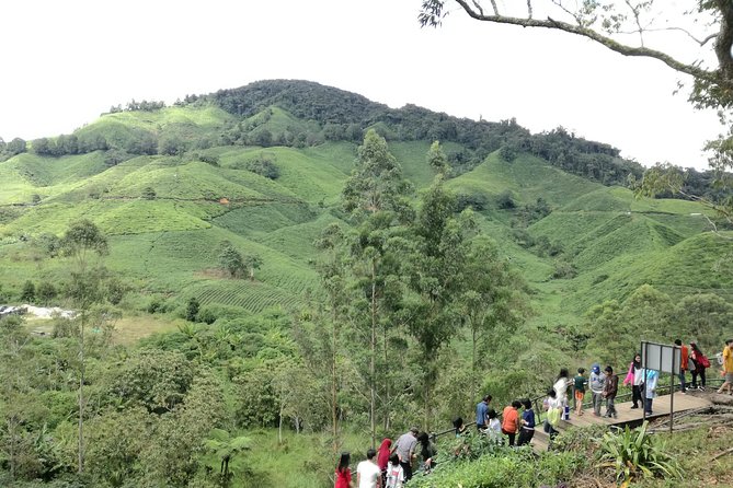 Cameron Highlands, Garden of Nature Full Day Private Guided Tour - What the guide can add to the day