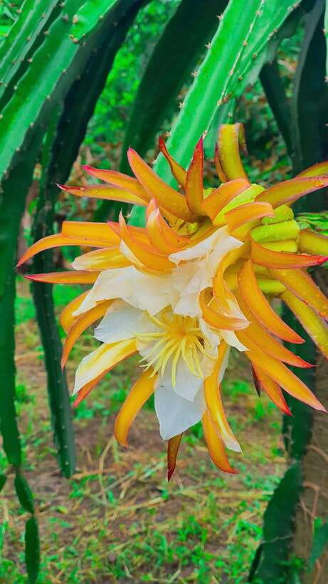Can Tho: Authentic Mekong Delta – Real Local Life Tour. - Fruit, tea, and conversation in the garden hut