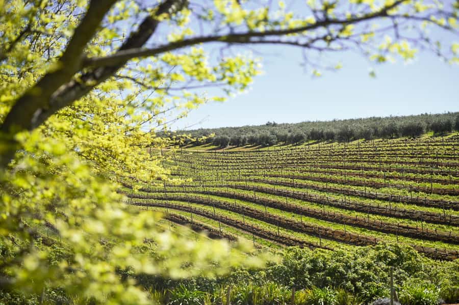 Cape Town: Constantia Half-Day Wine Tour & Tastings - Why Constantia makes a smart half-day escape