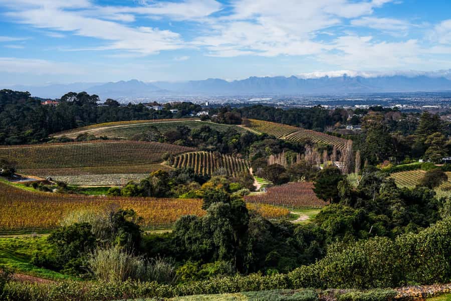 Cape Town: Constantia Half-Day Wine Tour & Tastings - Constantia Glen offers a different second stop