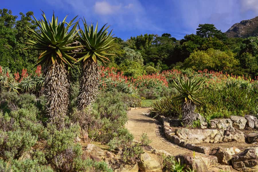 Cape Town: Constantia Half-Day Wine Tour & Tastings - The guides can shape the whole morning