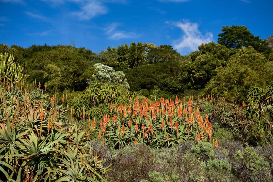 Cape Town: Constantia Half-Day Wine Tour & Tastings - What to bring for the valley